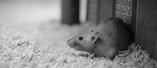 Rodent Control
